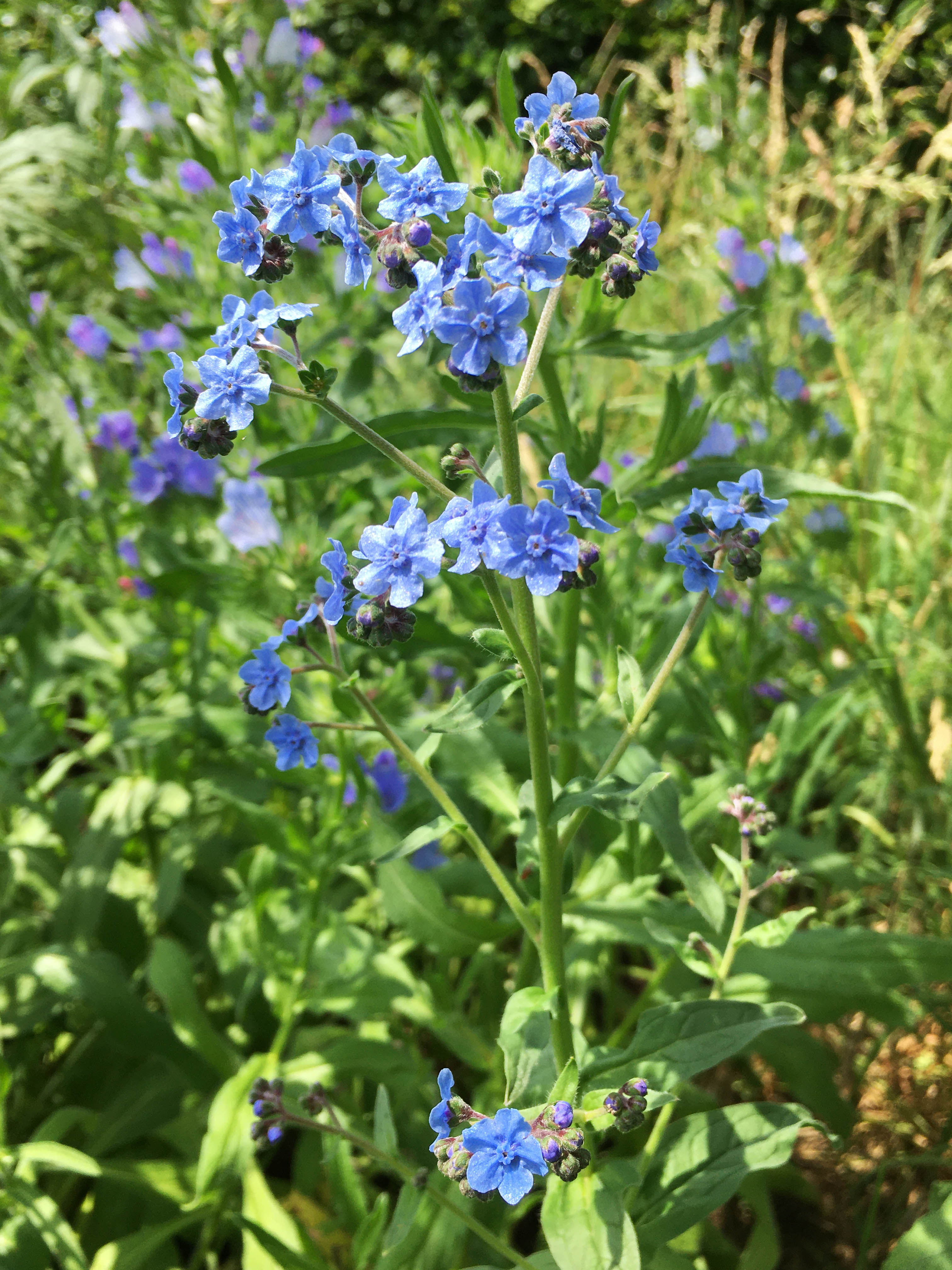 Anchusa azurea